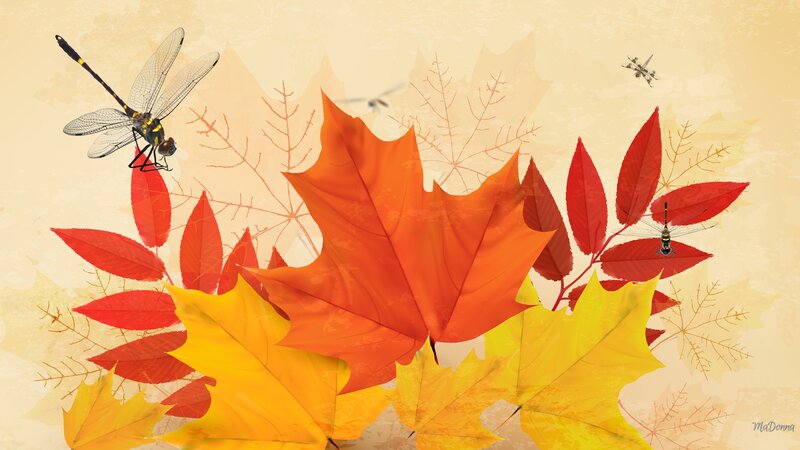 Dragonflies on Autumn Leaves — Orange