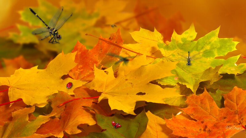 Dragonflies on Autumn Leaves