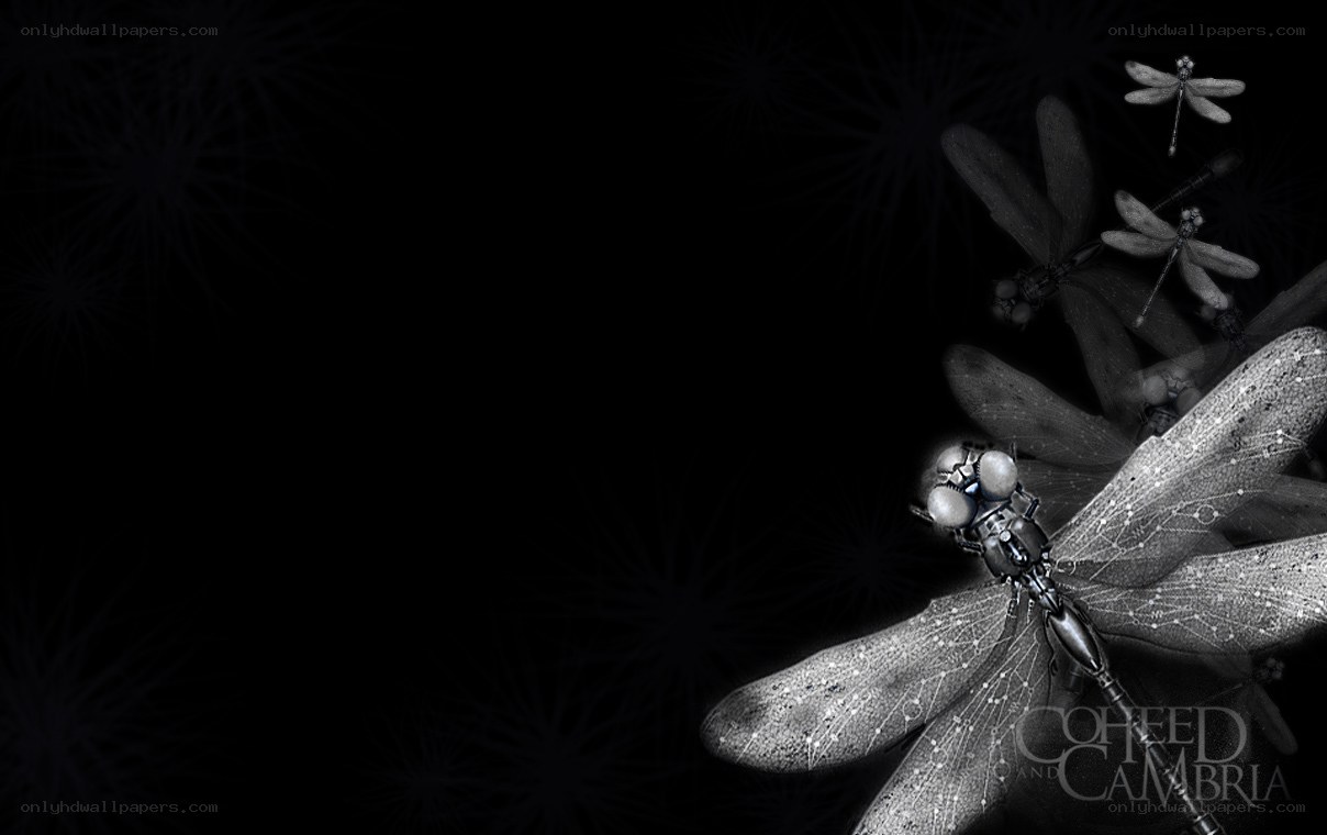 dragonflies on black background