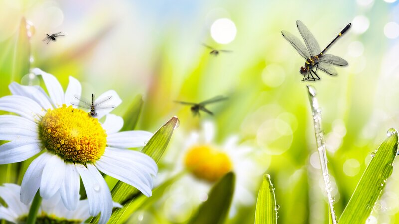 Dragonflies on Daisies