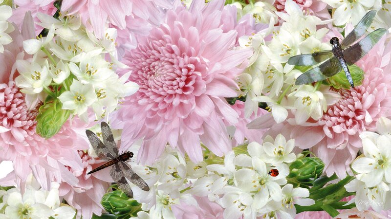 Dragonflies on Flowers