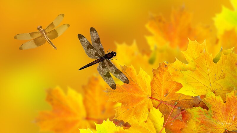 Dragonflies over Autumn Leaves