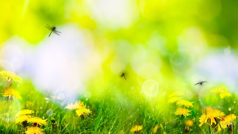Dragonflies over Dandelions