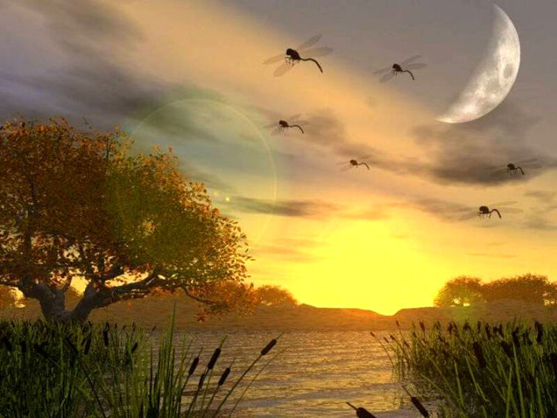 Dragonflies over Lake