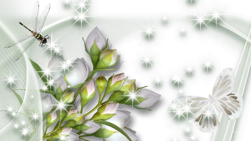 Dragonfly and Jasmine Flowers