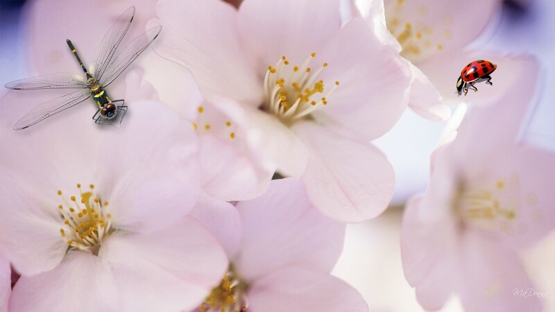 Dragonfly and Ladybug on Flowers