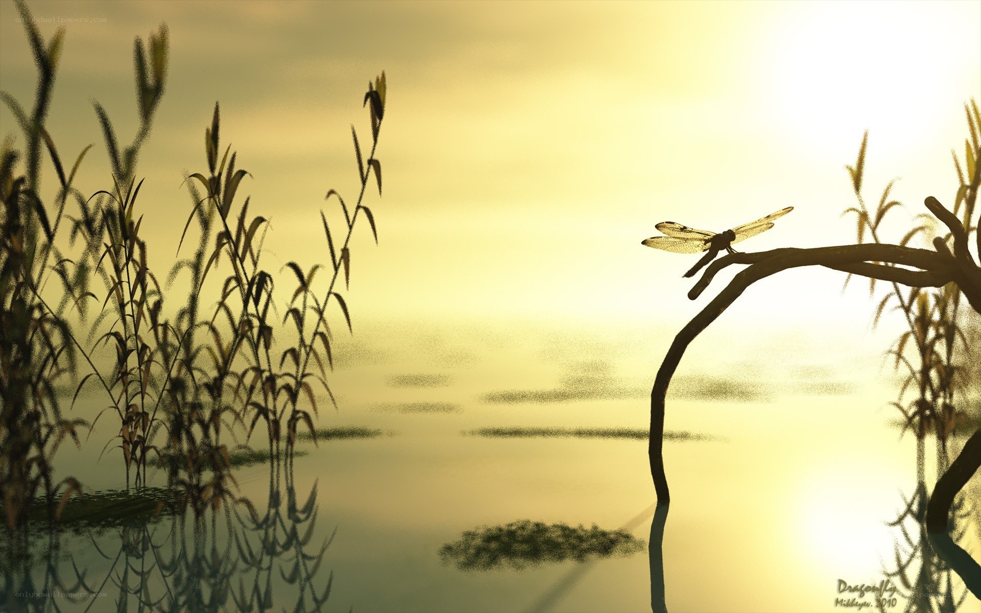 Dragonfly at sunset