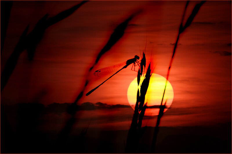 Dragonfly at sunset