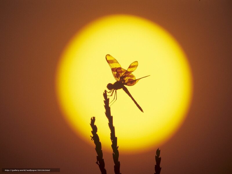 Dragonfly at sunset