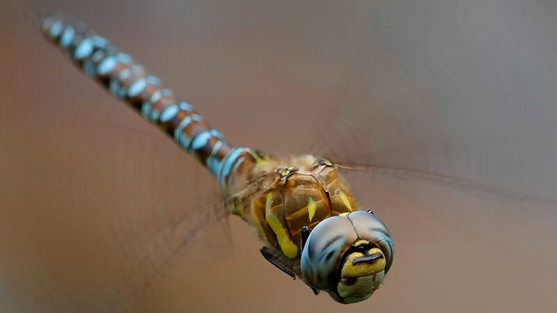 Dragonfly Close-up