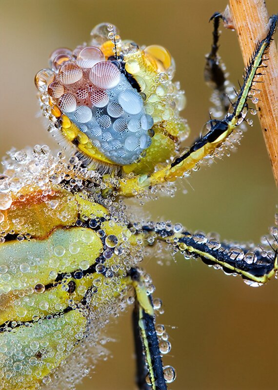 Dragonfly Covered in Dew