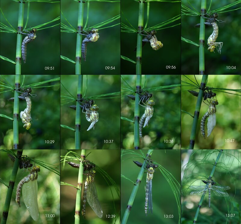 Dragonfly emergence sequence