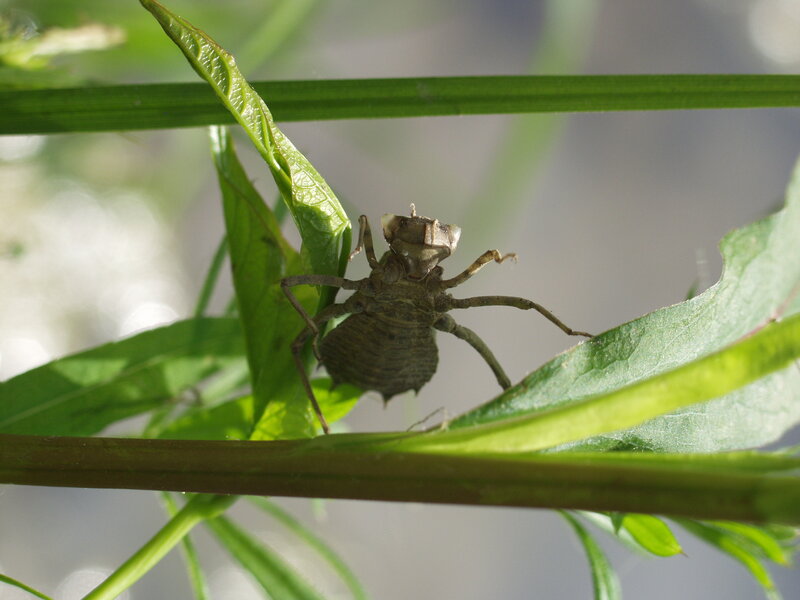 Dragonfly exoskeleton on leaf