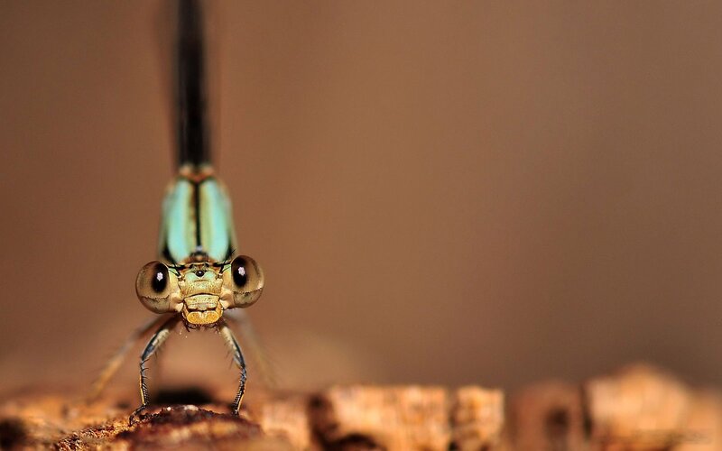 Dragonfly Head Close-up — Brown