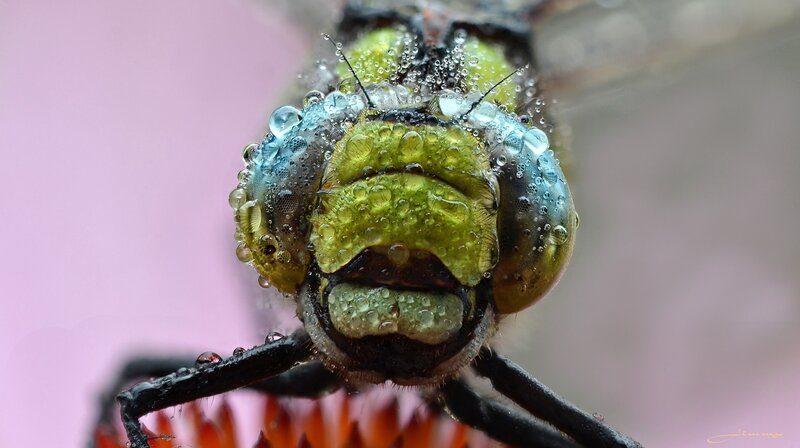 Dragonfly Head Close-up — Green