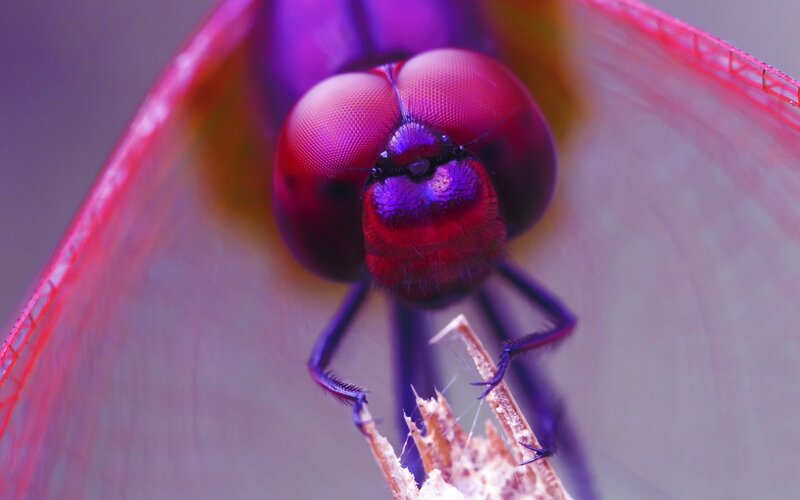 Dragonfly Head Close-up — Purple