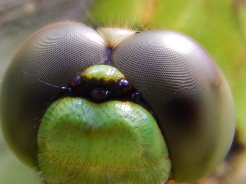 Dragonfly Head — Green
