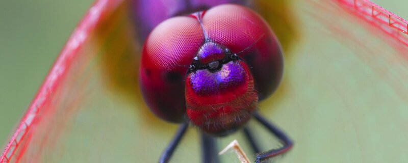 Dragonfly Head — Red