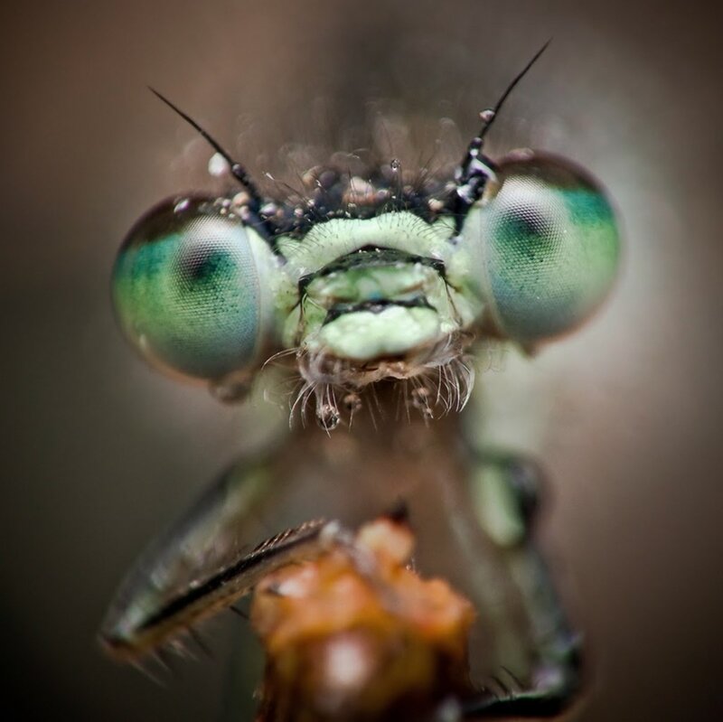 Dragonfly Head