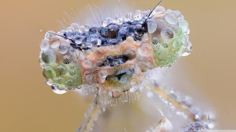 Dragonfly Head with Water Droplets — Green, Detailed