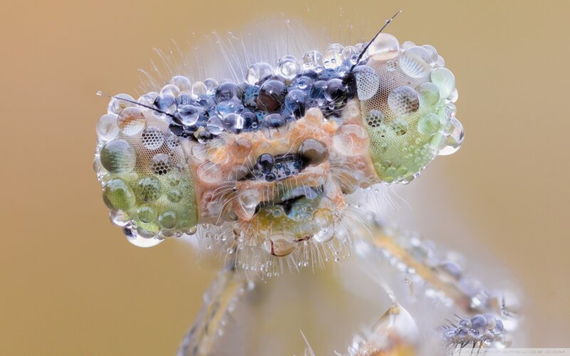 Dragonfly Head with Water Droplets — Green