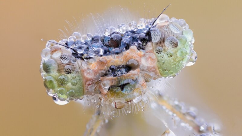 Dragonfly Head with Water Droplets