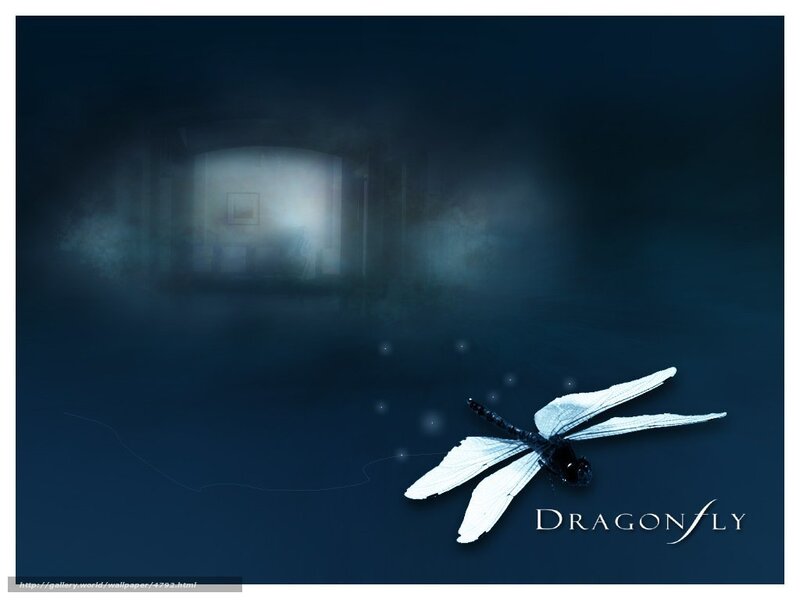 Dragonfly in a dark room