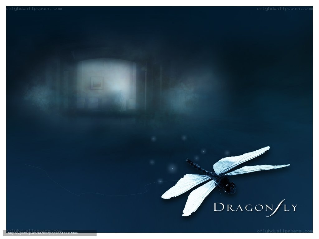Dragonfly in a dark room