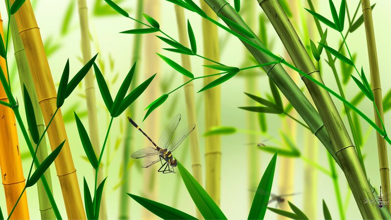 Dragonfly in Bamboo Grove