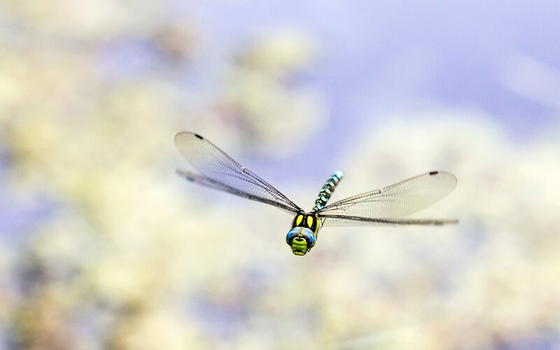 dragonfly in flight
