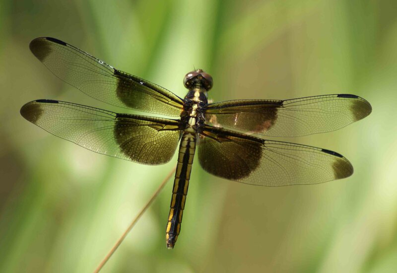 Dragonfly in Flight — Green, Natural