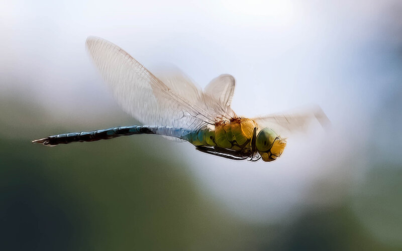 Dragonfly in Flight — Green, Serene