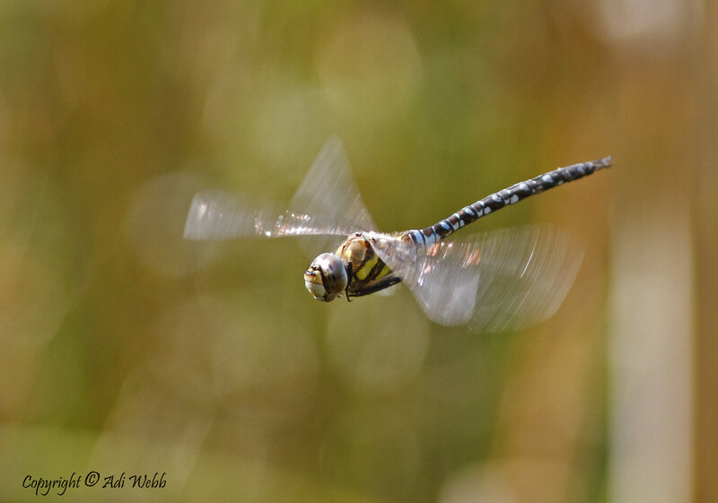 Dragonfly in Flight — Green