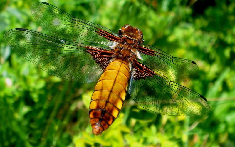 Dragonfly in Flight — Yellow