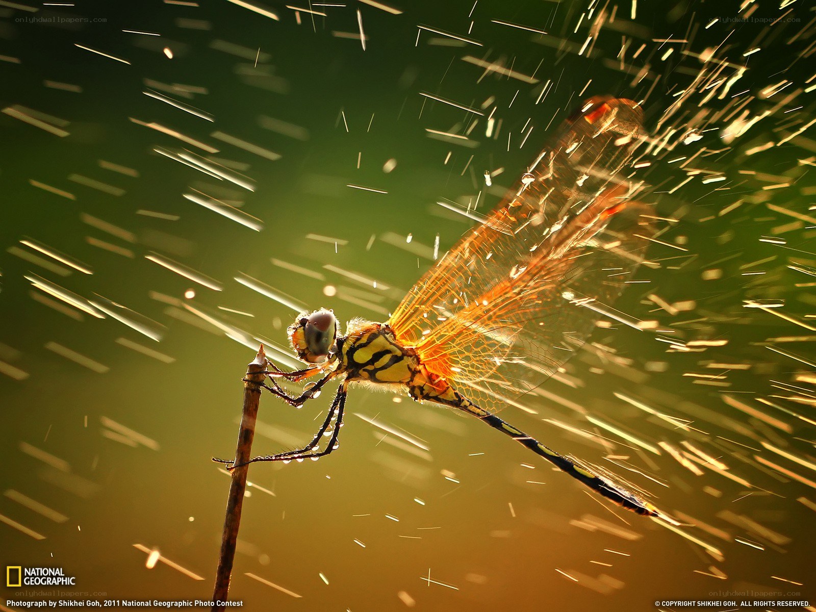 Dragonfly in golden light