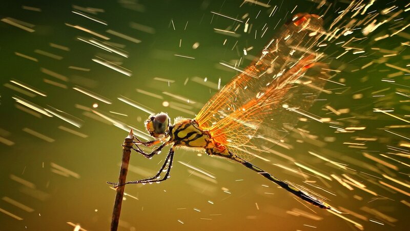 Dragonfly in golden light