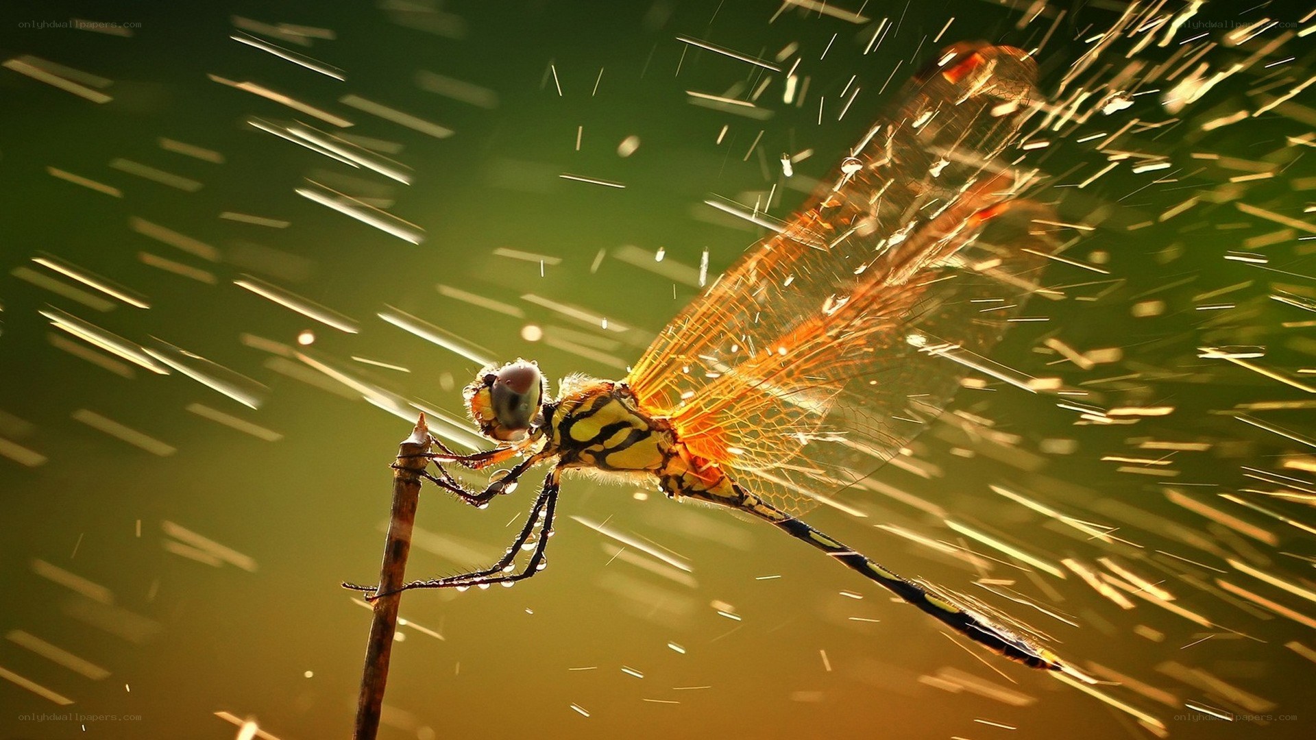 Dragonfly in golden light