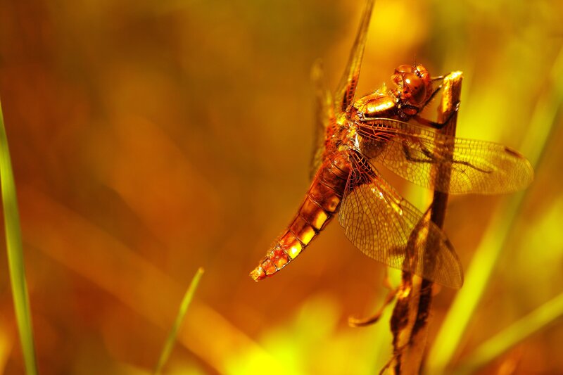 Dragonfly in golden light