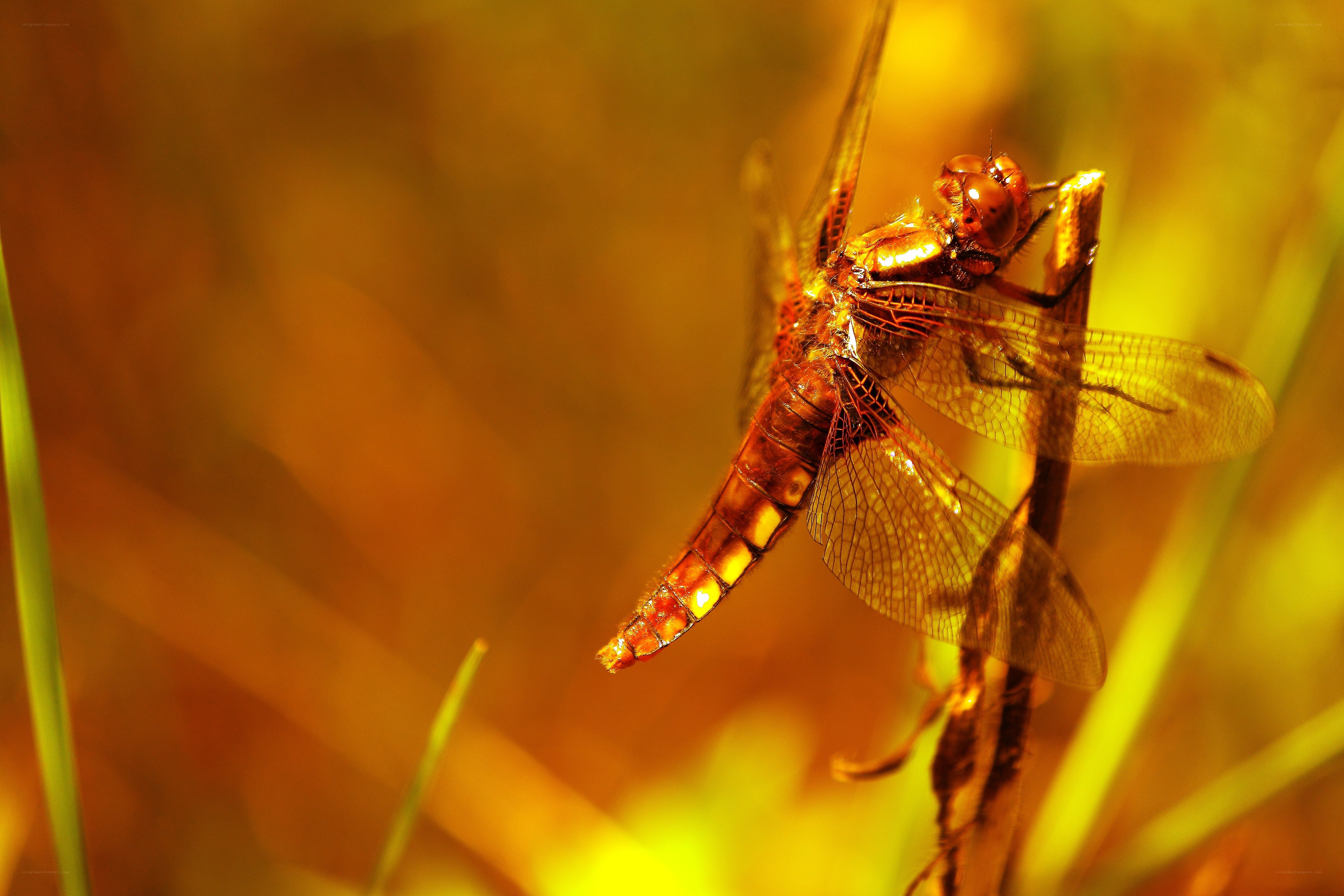 Dragonfly in golden light
