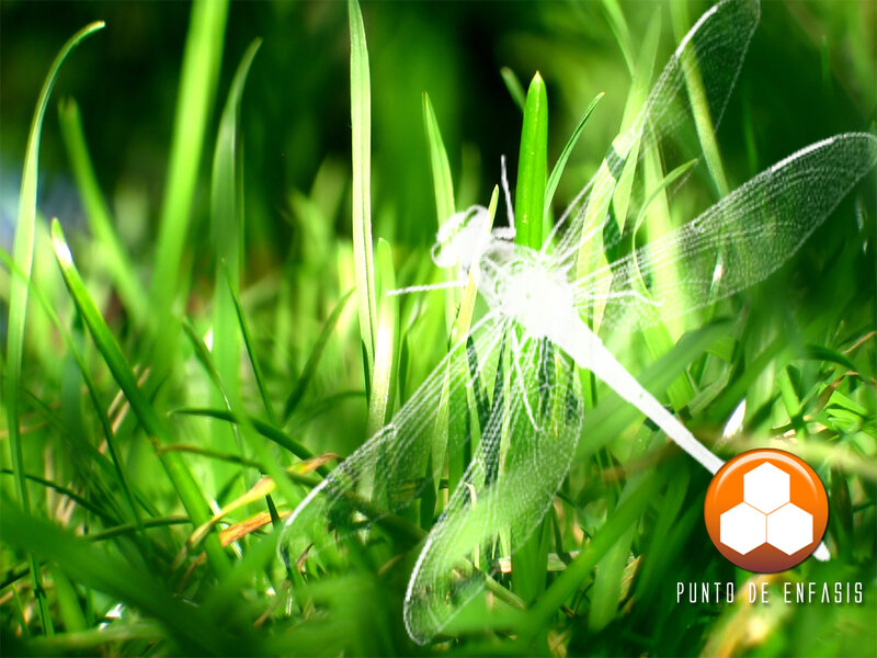 Dragonfly in green grass
