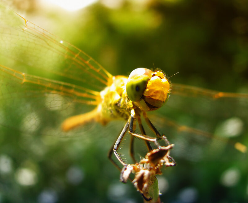 Dragonfly in sunlight