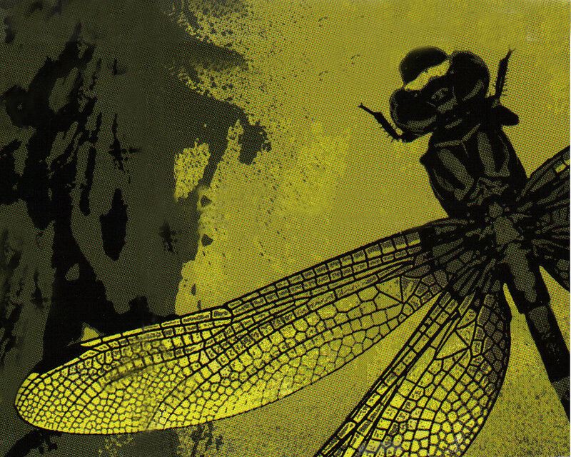 Dragonfly in yellow and black