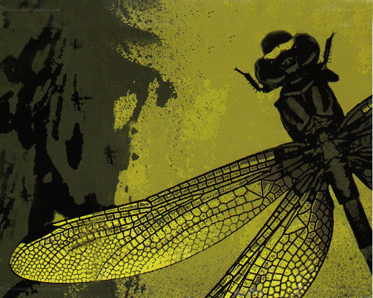 Dragonfly in yellow and black