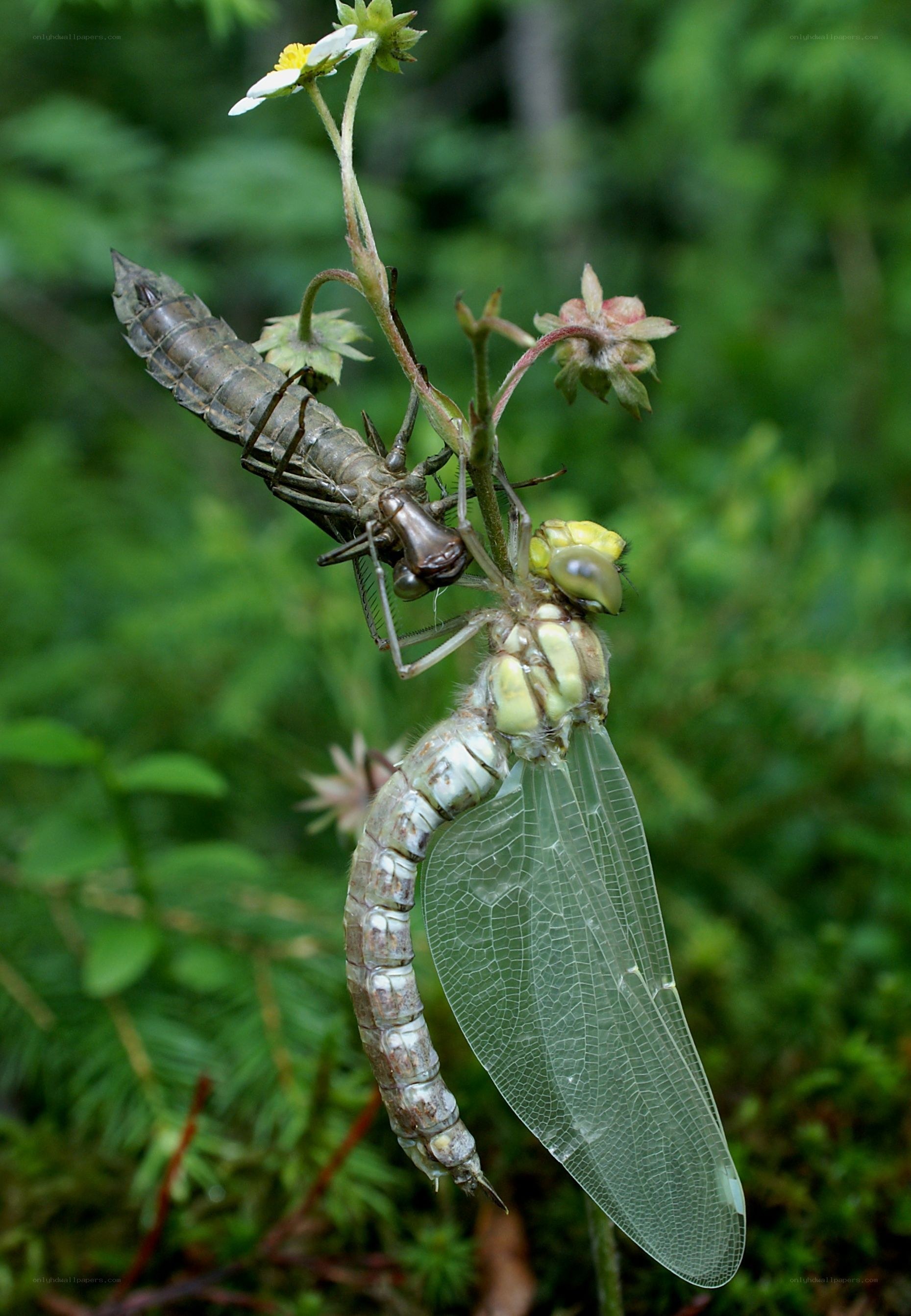 Dragonfly molting on a plant