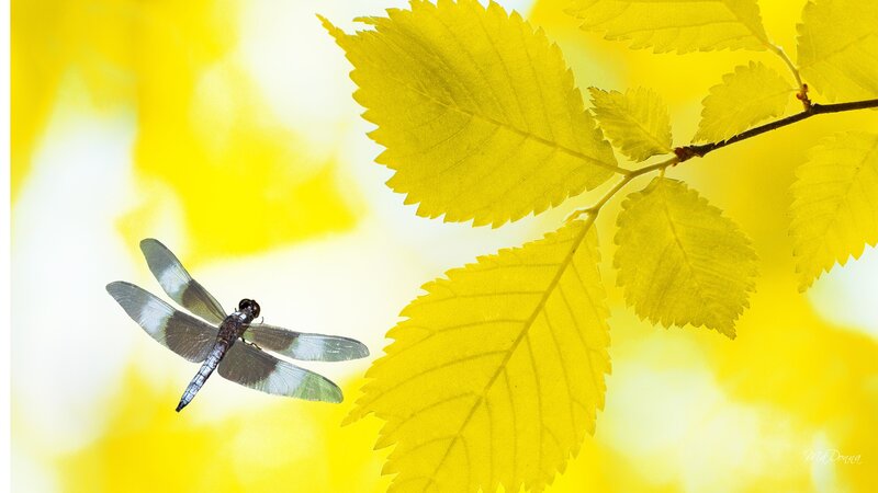 Dragonfly Near Yellow Leaves