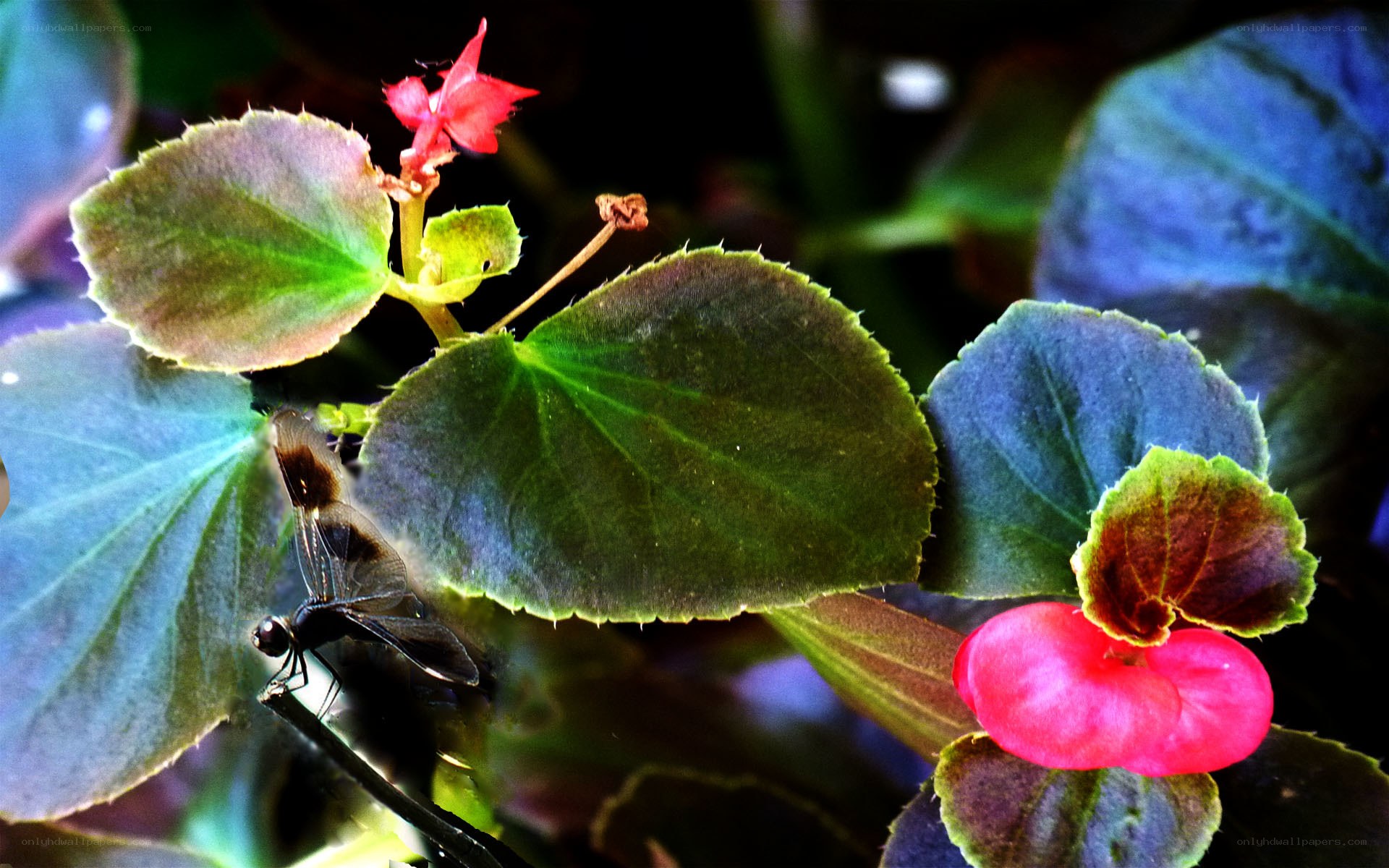 Dragonfly on a begonia plant