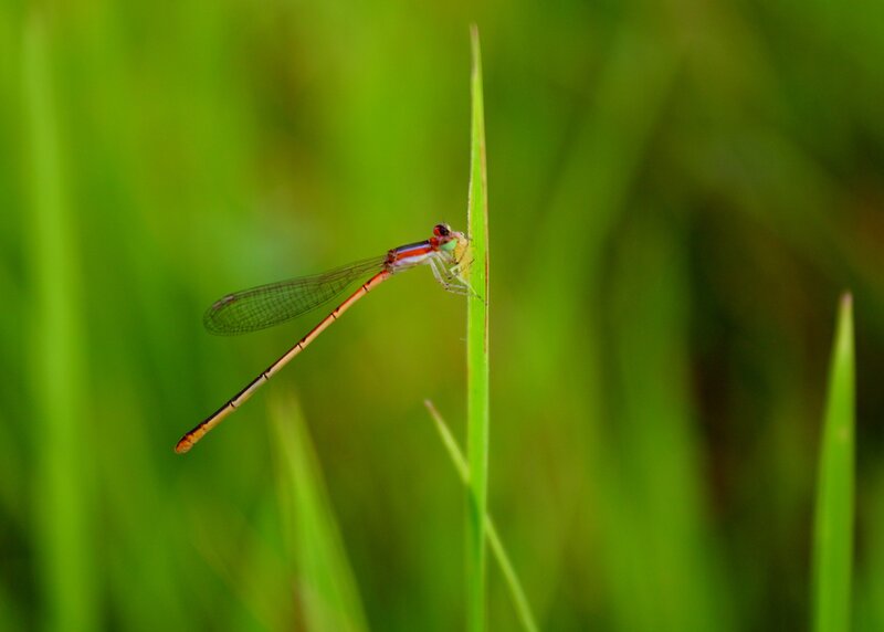 Dragonfly on a blade of grass