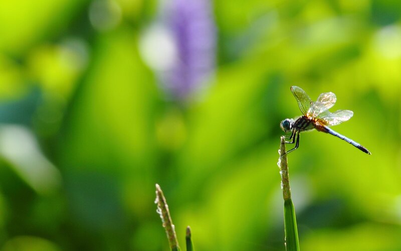 Dragonfly on a blade of grass