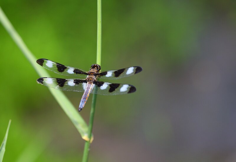 dragonfly on a blade of grass