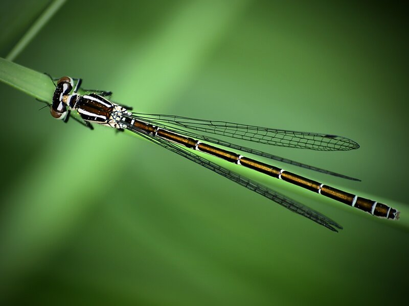 dragonfly on a blade of grass